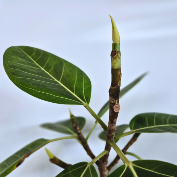 フィカスアルテシマ